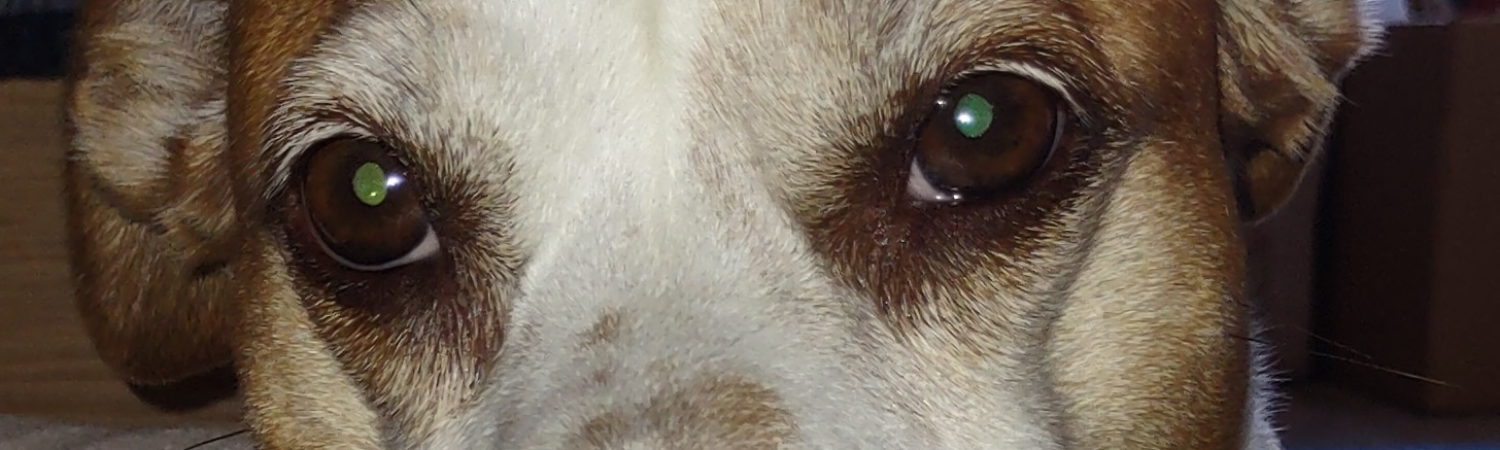 Banner photo